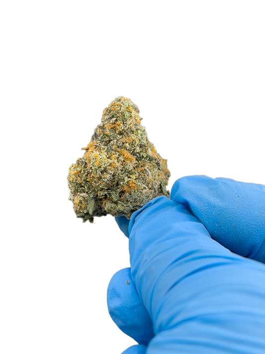 Memory Loss - Sativa - High THCa Flower - 42.37%, seen here enlarged in a blue-gloved hand, at StewartHemp.com