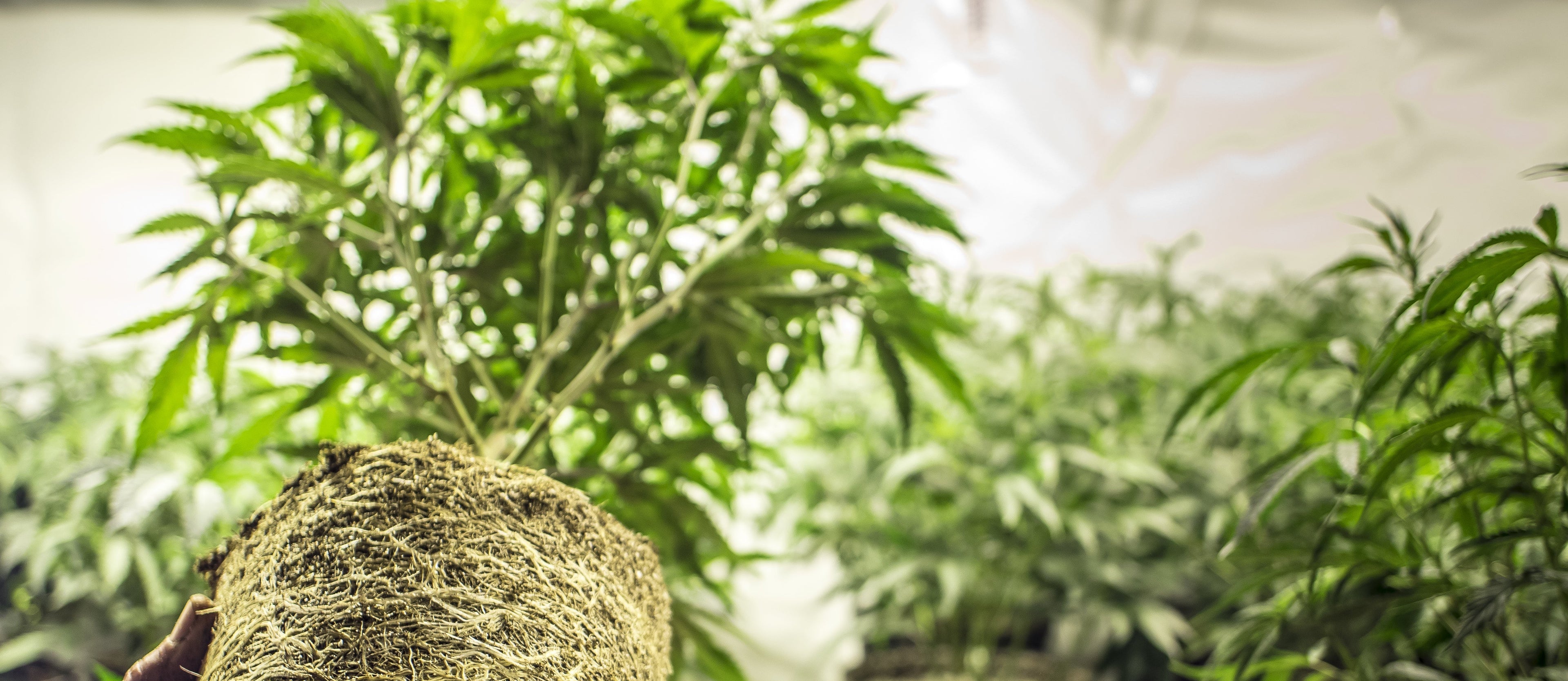 Stewart Hemp Company - Shop the Best THCa Products