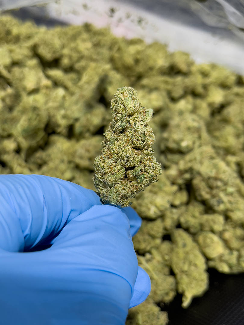 Cheap Prerolls - GG #4 - Indica - 1.5g - 43.2% High THCa Flower from Stewart Hemp, seen enlarged and held in a blue-gloved hand