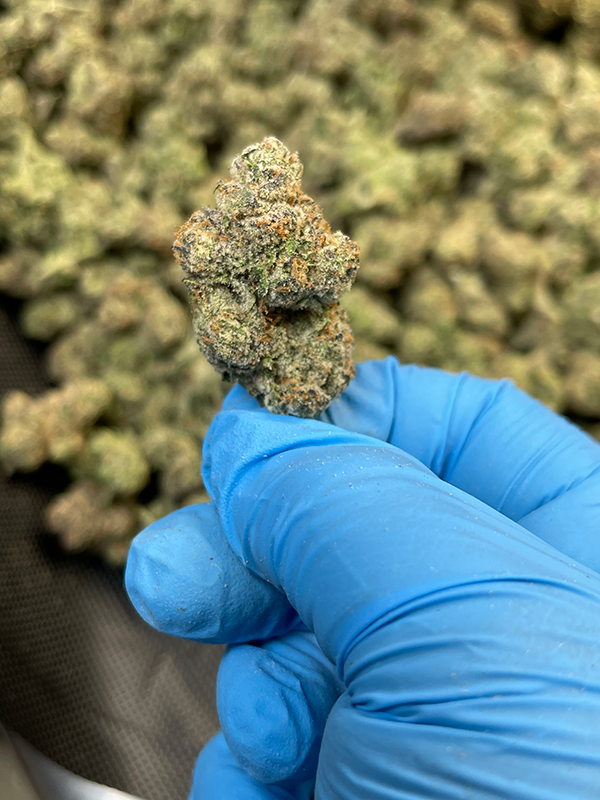 Cheap Prerolls - YaYa Sativa - 1.5g - 28.12% - 1 Preroll from Stewart Hemp, seen enlarged for trichome coverage, held in a blue-gloved hand