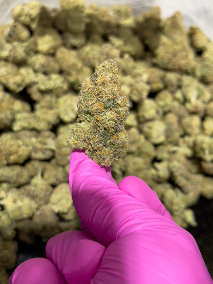 Cheap Prerolls of Zerealz Indica Strain - 31.69% - 1 preroll made from the sticky bud in this pink-gloved hand.