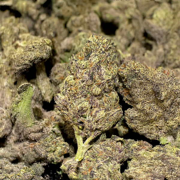 Face Off OG Indica is a High THCa Flower from Stewart Hemp, with a whopping 37.28% potency, seen here enlarged