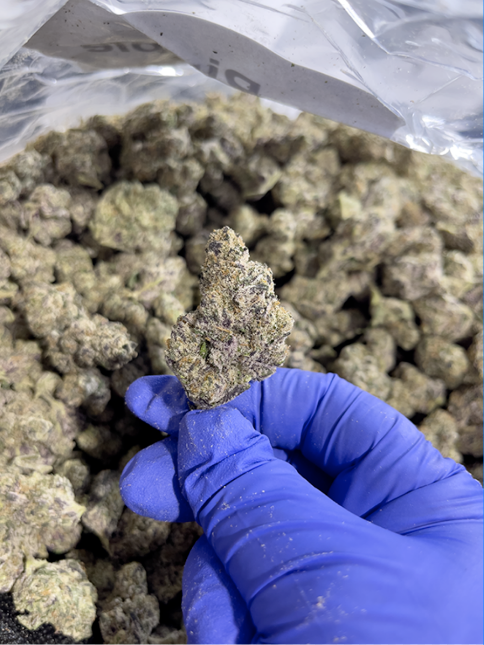 Pink Pineapple Sativa Strain - High THCa Flower - 36.52% from StewartHemp.com, seen enlarged in a blue-gloved hand #smokeup