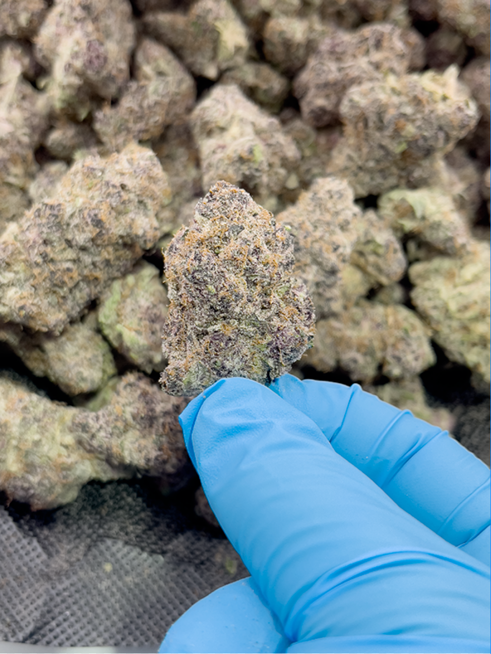 Super Boof Sativa Premium THCa Flower with 32.34% potency, pictured here in enlarged held in a blue-gloved hand, from Stewart Hemp.